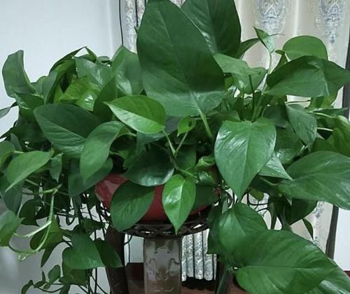  「养护」4种植物喜欢“客厅”，光线越弱，叶片反而越有“光泽”，好养！