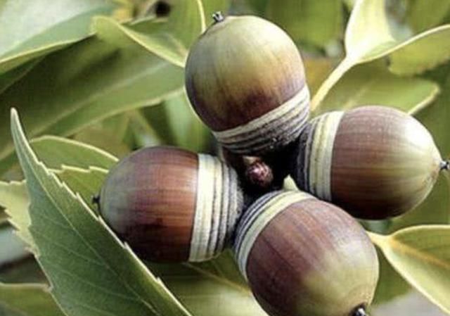  果树：山上的“一种果树”，果实就是“陀螺”，孩子值得好好采