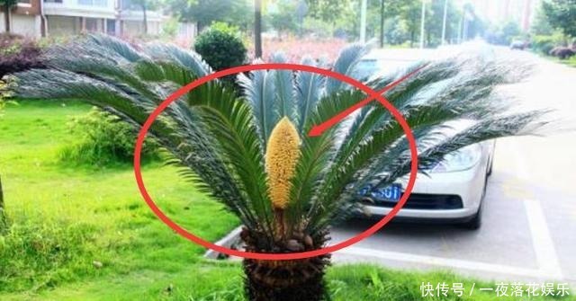  『小区』这些植物几十年不开花，一开花全小区都来参观，你见过没