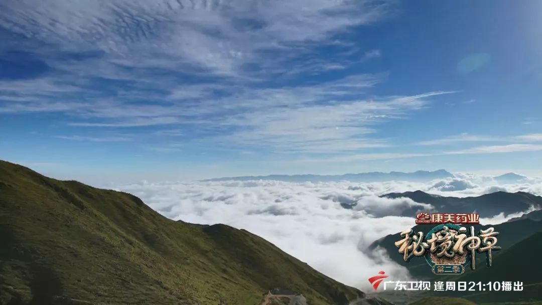 今晚，民间采药人把大山里的秘密告诉你，一般都不外传！