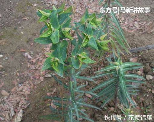  「殊不知」农村不受待见的野草，汁液有毒，殊不知是珍贵的“千