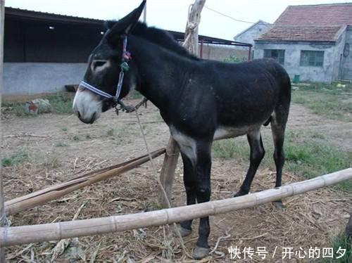  「食量」这动物食量小，疾病少，养殖方便，市场行情好，收益是