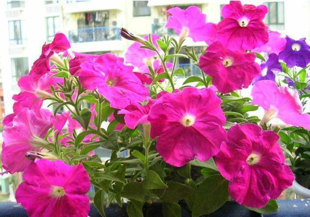  #招人#适合夏天养的3种花，开花量大能爆盆，颜色鲜艳招人爱，天天赏花
