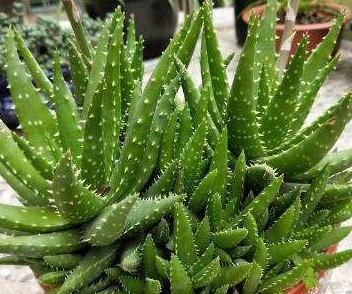 #会让芦荟#养芦荟，记住1个小要点，侧芽冒20个，叶片翠绿肥厚，一年爆盆