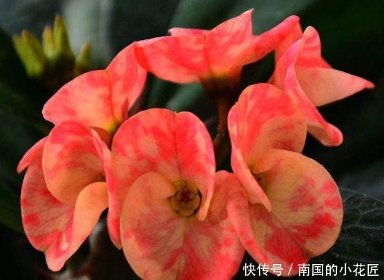  『珍稀』此款菊花，花开如“太白积雪”，堪称“珍稀名菊”，洁白如雪！