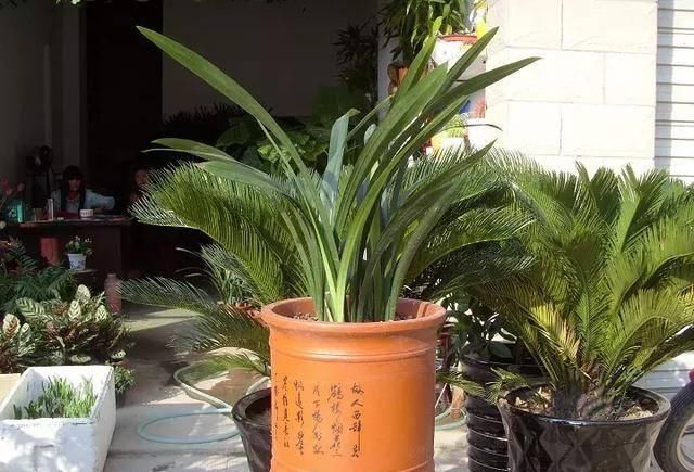  #花盆#懒人盆养花到底好不好，一张图告诉你答案！