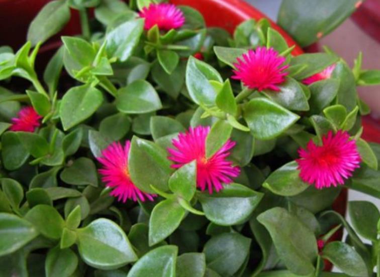 牡丹■别看“牡丹吊兰”花朵小,掐个枝就能长出一大片,好养好看好吃