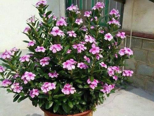 「修剪」这花就叫“天天开”,咔咔一通剪,长成“小花树”,繁殖几十盆