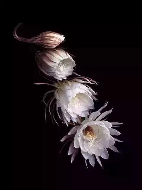 震惊世界的28张照片，你看过几张？