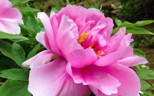 牡丹:5种花特适合养阳台,给点阳台就灿烂,家里变成“小花园”!