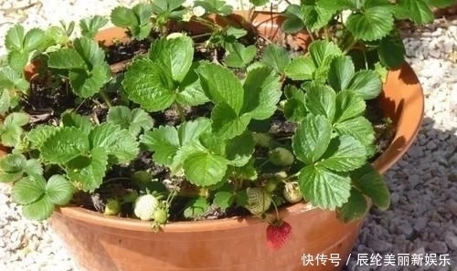 「草莓盆栽」摘来的草莓水果还能用来播种,很快就能开花结果