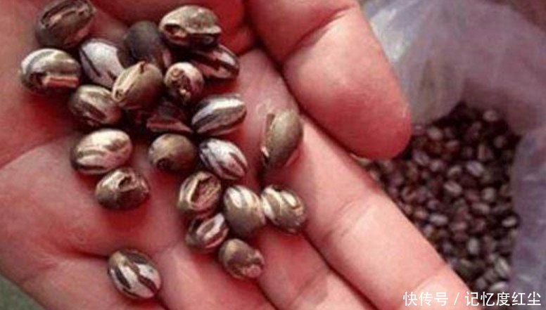 80后农村孩子的最爱，如今200一斤但却很难买到了