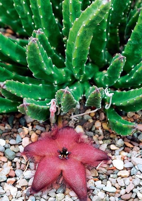  「大王花」这6种花“最臭”，开的再好看也没人养，第4种兰花能当“领带”