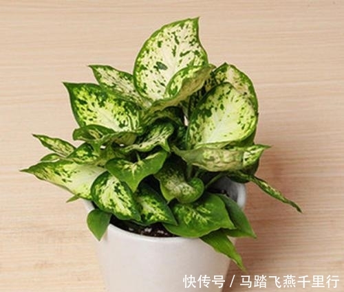 【万年青】花叶万年青,观赏价值高,盆栽要如何管理呢?
