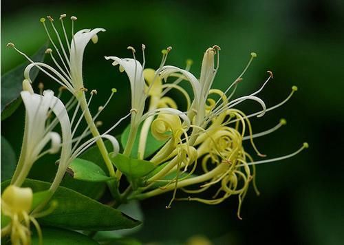  『记住』盆栽金银花，记住“4个”细节，开花开到爆盆，一年爬满阳台