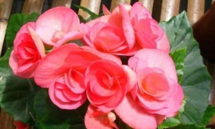  不间断的开@养花就养这几款,花姿妖娆,四季繁花似锦,姿色艳丽