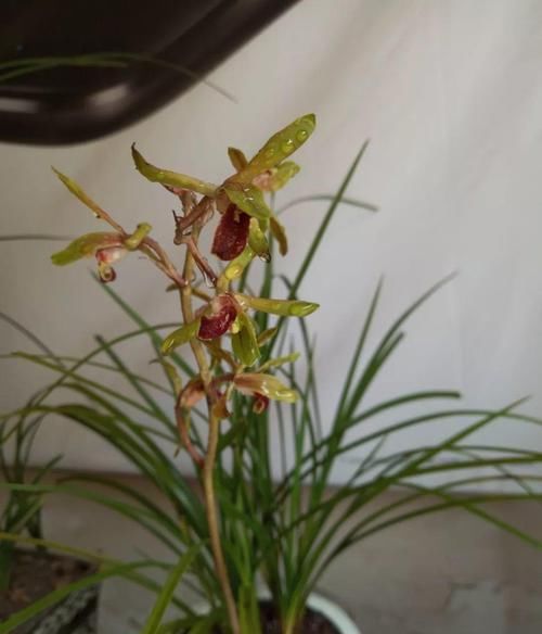  入手：开花多观赏度高，适合养在家中，我国的经典植物，想入手赶快了