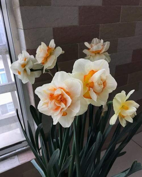  【试试】喜欢养菊花，不如试试这几款，花朵大花开朵朵艳，色彩娇艳花期长