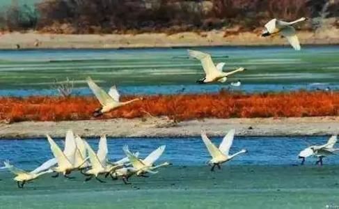 这个被中国“感动”而形成的6000亩湖泊，正在助力治沙，效果显著