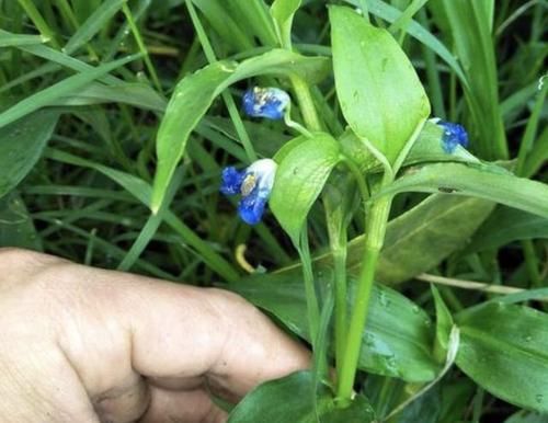  『值钱』此种“野草”不多见，被称为“鸭跖草”，珍贵、值钱，请勿忽视！