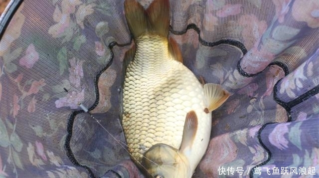  『简单』原来大鲤鱼的钓法这么简单！几分钟学会，每次鲤鱼越钓越多