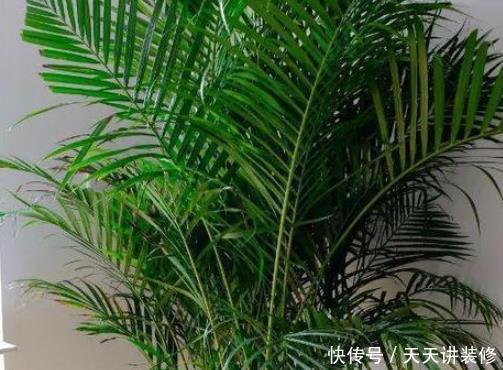  「增加」春季气候太干燥？4种绿植堪称“天然加湿器”，养1盆能增加湿度