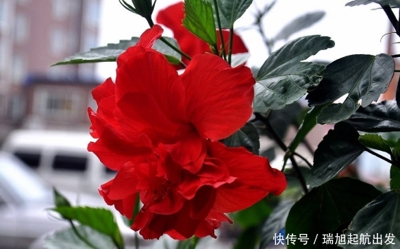  『越晒花开的越』6种不怕毒日头的花，越晒花开得越多，香味越浓