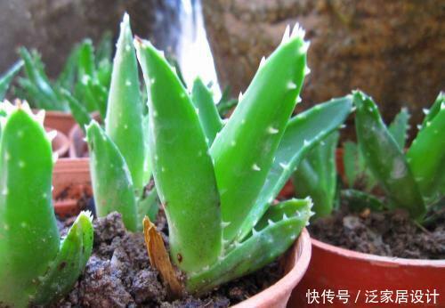  侧芽@芦荟长爆盆了怎么办？简单1个技巧，一盆养出20盆，侧芽多成老桩