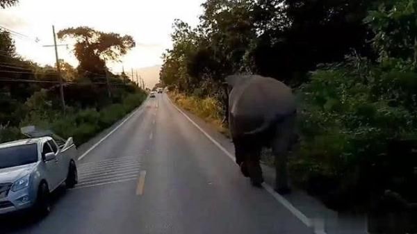 泰国呆萌大象公路漫步挡道被驱