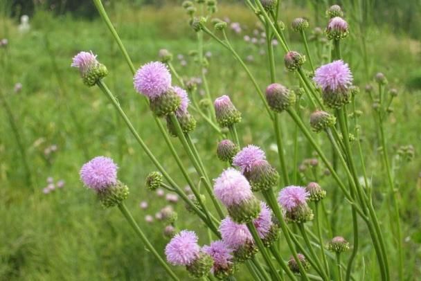  【小蓟】这种农村里才有的野草，浑身带“刺”若是遇到，还请好