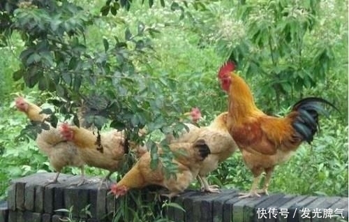  【有多强】鸡的破坏力有多强？山林里有土鸡活动的地方为何都是