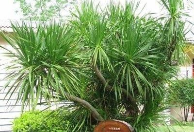  『好运』盆栽“龙血树”这样养，“剑拔弩张”不发软，大气，壮观，好运道