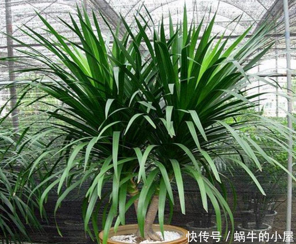 「招财」把这五种绿植摆一盆在家,寓意招财、保平安,好运进家门!