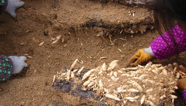  #利润#亩利润7万，农民种了就赔，可依然有人挣钱，秘诀是什么