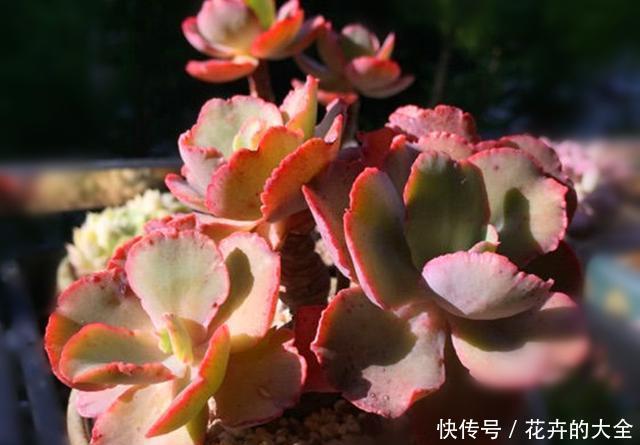 『包菜类』迷人的多肉舞会红裙,养护注意关键5点,红边明显,光彩照人