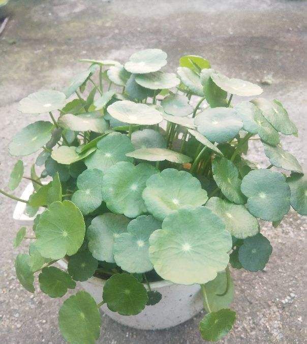  新芽■铜钱草终于发新芽，可是叶子却超小，学会施肥修剪就变拳头大！