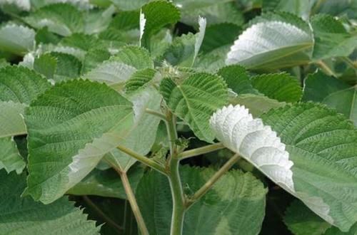  「苎麻」草地里的一种“植物”，是布料的原材料，全身是宝