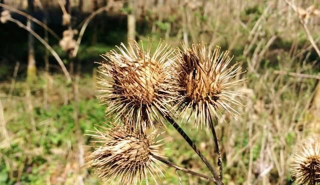  『根部』这种植物，果实全是刺惹人厌，但根部价值珍贵，15元一斤成稀罕货