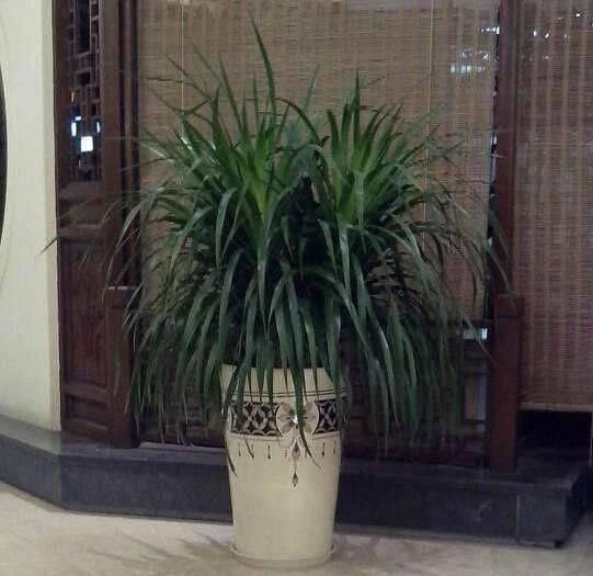  【值钱】客厅养花不如“种树”，种上这2种“树”，镇宅招财，越养越值钱