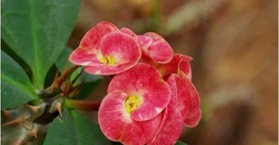  『盆栽』超级香的花,花量多,四季常开,可做花墙,种植简单,盆栽也可以