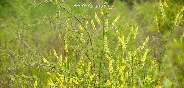青海茫崖:柴达木盆地的奇迹之城,戈壁滩上的生命绿洲