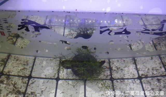  #烦恼#家庭养鱼最大的乐趣是繁殖成功，最大的烦恼是成功繁殖后