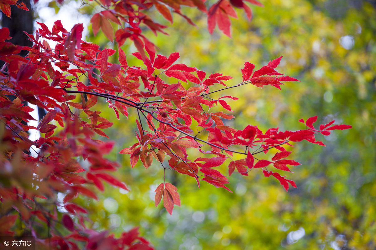 如此美妙的秋景，你若在，该有多好