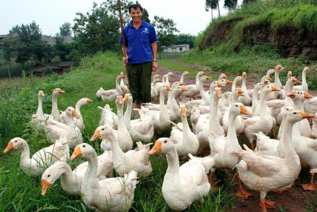 危言耸听！“禁养”文件已下发？伪专家：土地少的农民不要种地了