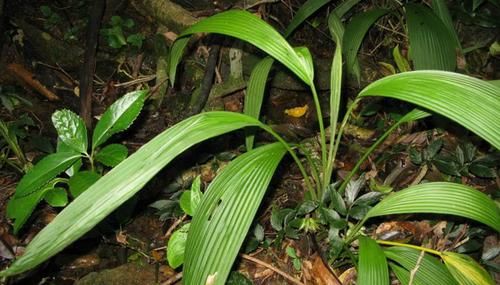  「杂草」这种野生植物，若出现您家老林下，请别当杂草，现在60