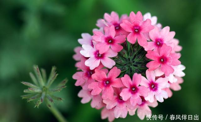 种花|3种花现在养正合适,开花量大能爆盆,四季开花花色丰富,很好养