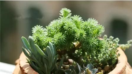  『知识』养球松的很多，想它更美观，需了解修剪知识，什么时候进行呢？