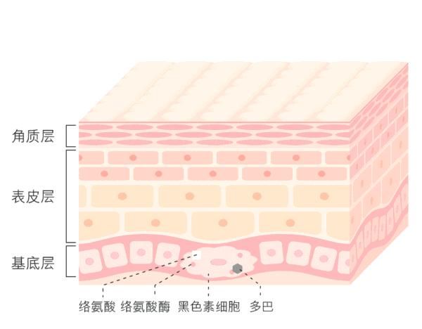  「素细胞」美白皮肤的关键物质烟酰胺要怎么选择？选对物质，才能事半功倍