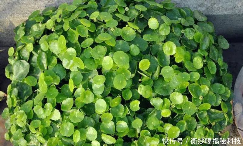 小妙■养花小妙招,花开爆满盆
