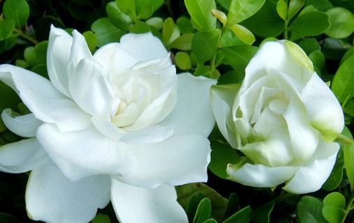  『旺盛』阳台上养些一下4种花草，清晨开窗香飘满屋，长势旺盛开花美